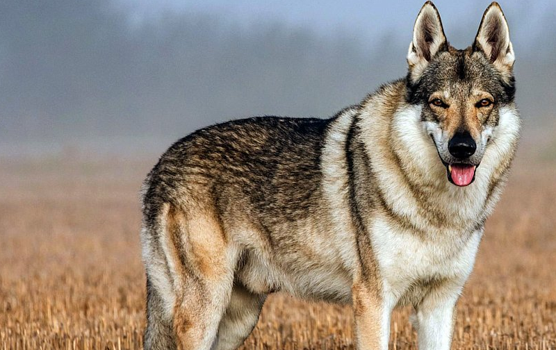 阿根廷猎狼犬图片