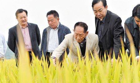 "宝剑"配英雄:这本全国唯一的驾照,只有袁爷爷手里的一本_袁隆平_杂交