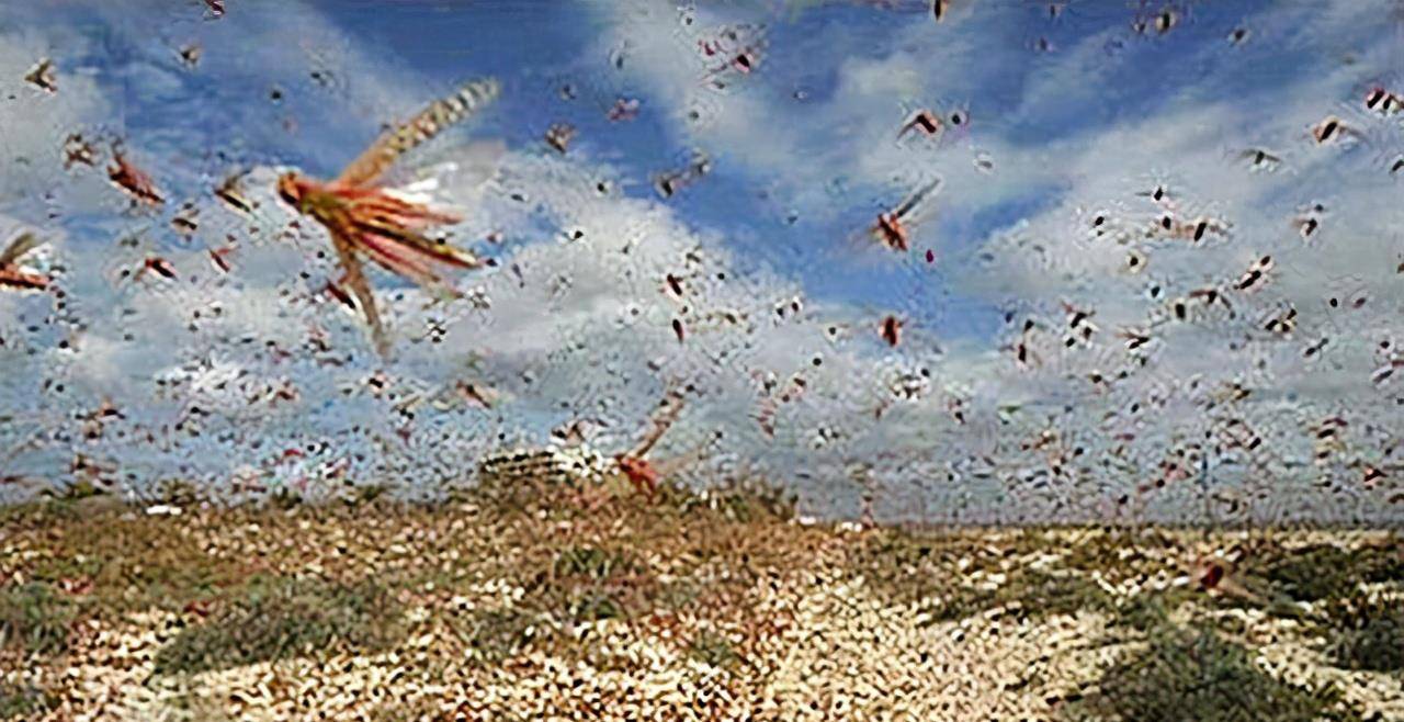 湛江有个将军因灭蝗被封神,全国各地都有庙,在本地却少人知