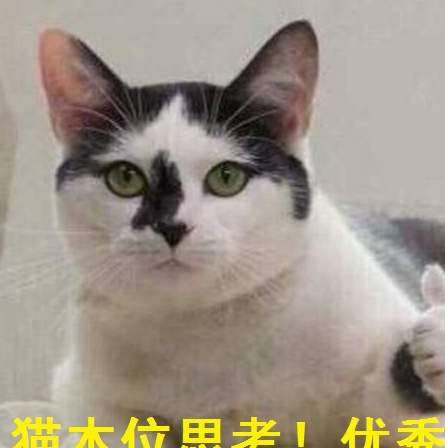 胡歌带着宠溺的表情继续说道:我的猫喜不喜欢她,比较重要.