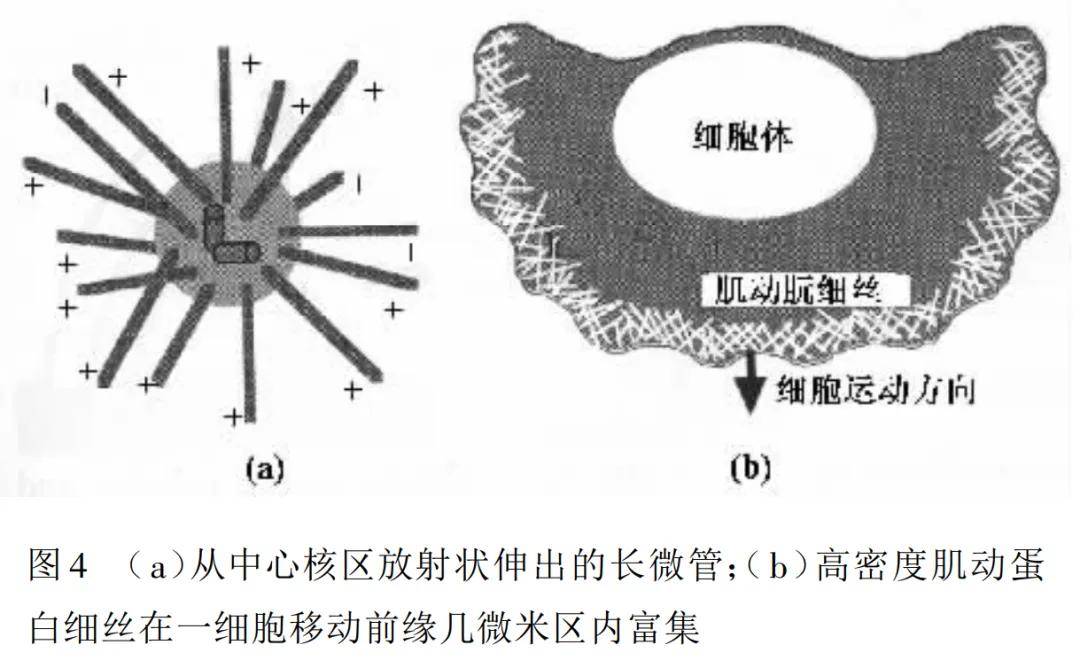 细胞生物力学