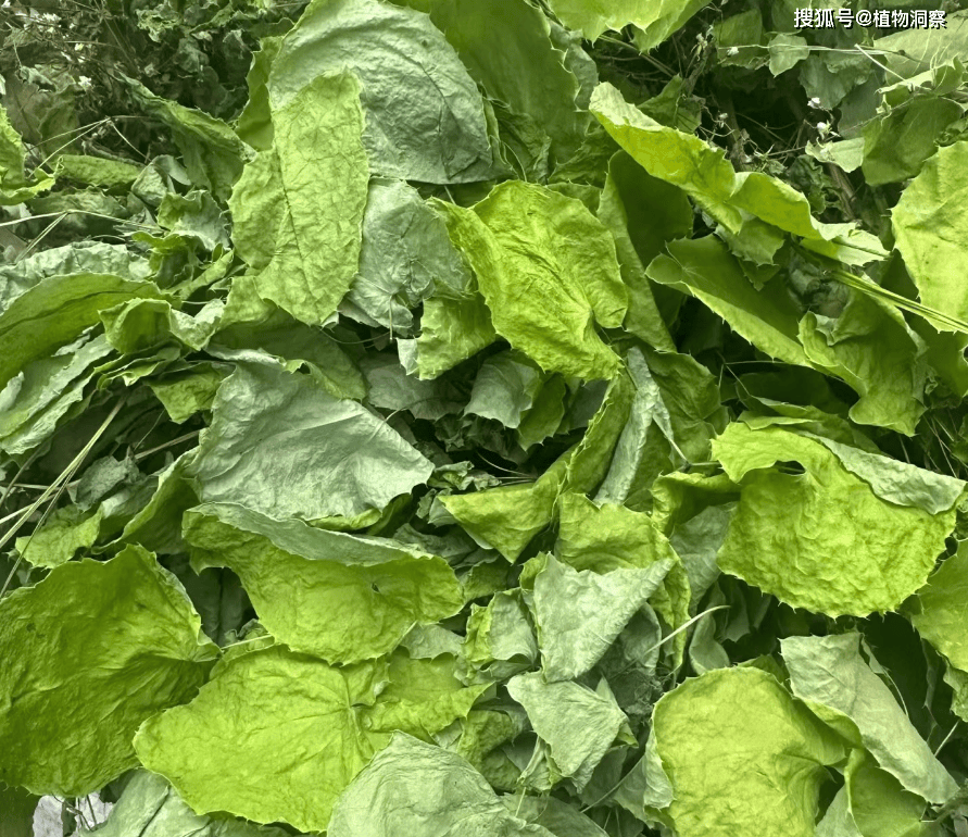 淫羊藿,又称三枝九叶草,顾名思义就是这种植物通常为三个枝干,合计9片