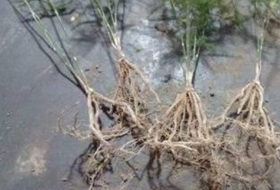 文竹的叶子有"妙用",学会这种"扦插大法",一盆生出多盆!