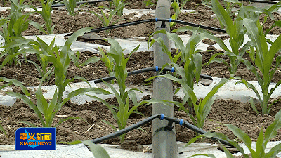 孝义市富东农机合作社:膜下精准滴灌 让玉米"喝饱"又增效
