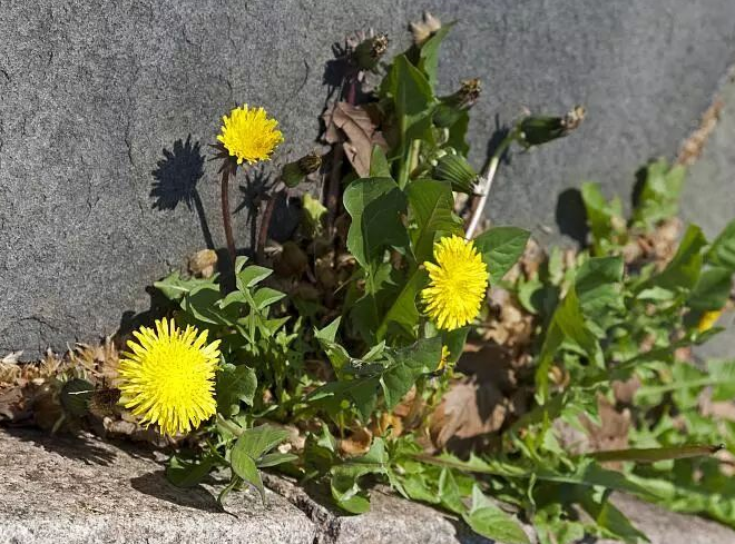 常用蒲公英泡水,身体4个部位会变好,知道的人不多,你知道吗?