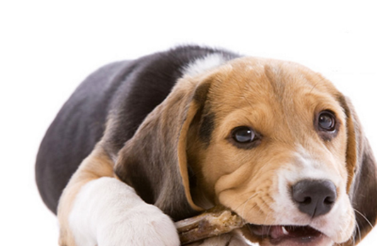 智商高的狗狗有5种表现 会藏食物是一点 你家狗狗上榜了吗