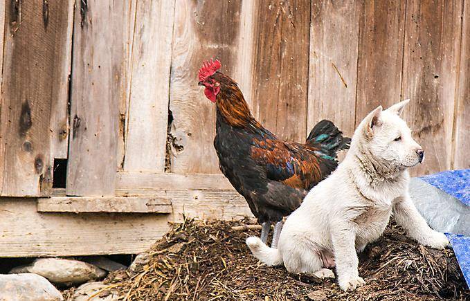 动物与人类相辅相成,尤其是狗,是非常忠诚的,能为人类做不少事,例如