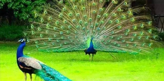 母猫交配完成后,满地打滚,攻击公猫:为何穿上裤子就不认猫?