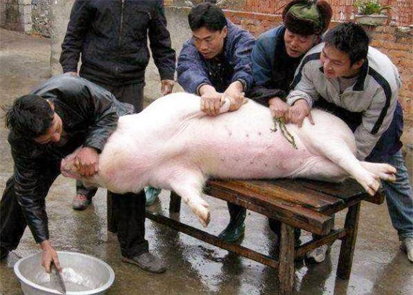 被称为浙江猪王,体重达11吨,多次躲过屠刀最后皈依佛门