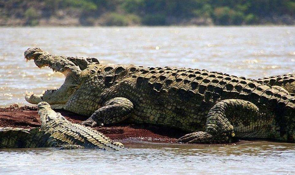 非洲"食人鳄"古斯塔夫,10年杀300人,机枪打不死,至今未落网