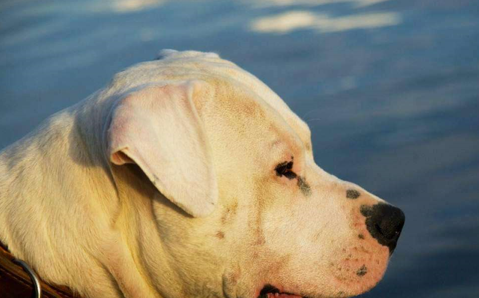 这种狗狗不仅是外表凶悍,性格也非常凶狠,在最初它是被作为竞赛斗争犬