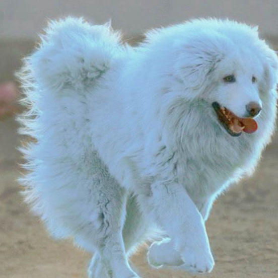 十二星座的专属萌宠,狮子座尊贵,双鱼座华丽,双子座的是什么