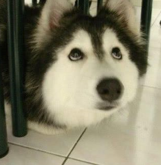 小二哈几天不吃饭,带去宠物医院,医生:吃了好几万