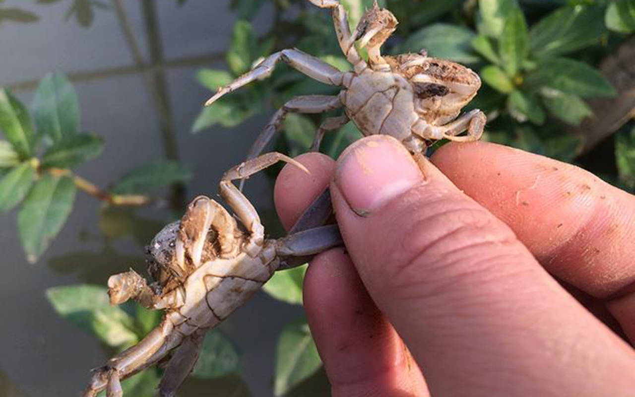 刚脱壳的软壳蟹上岸,时间在雨停后,午后?小心:螃蟹"五月劫"