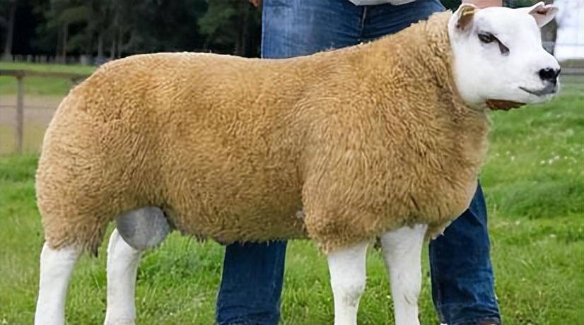 世界上最贵的四种羊,一只瓦格吉尔羊曾卖到1200万,它为啥这么贵