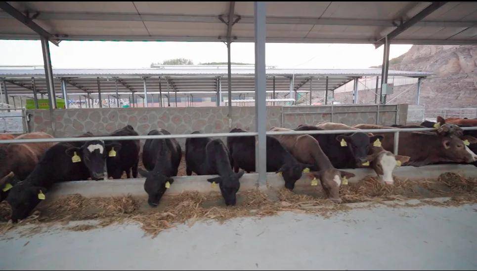 沁水农商行:"村企银"联盟助力"牛产业"发展_肉牛_养殖业_郭东雷