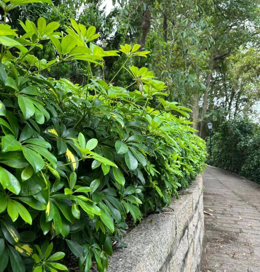 道路绿化植物名称图片图片