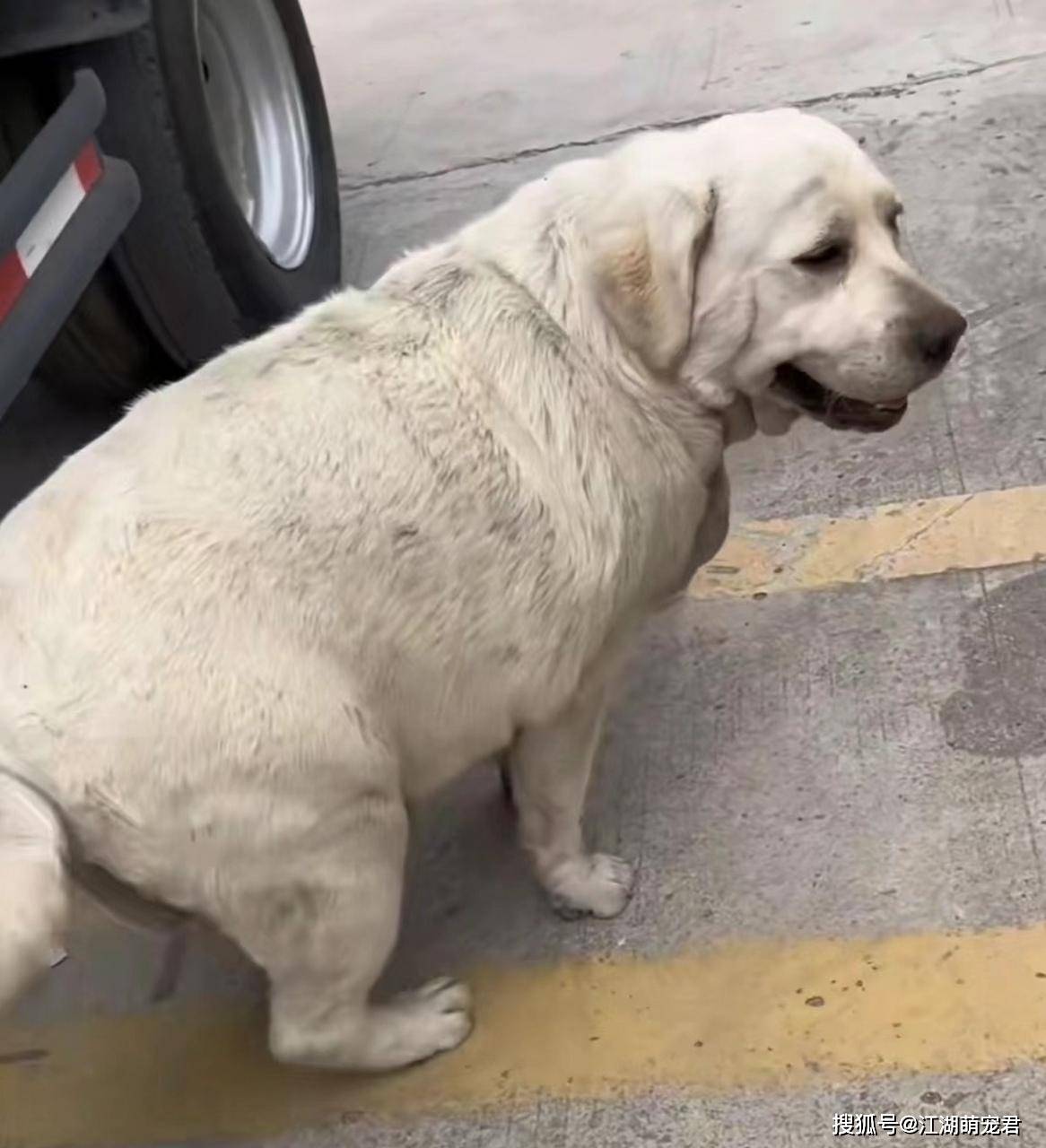 拉布拉多犬太胖可咋办?学这几招帮它减肥