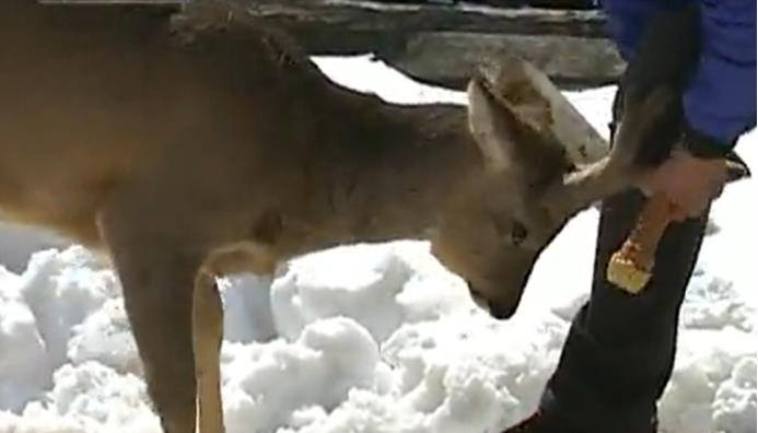 09年大爷捡到怪鹿,救活后赖着不走,长大后离家把"妈"给带回来了