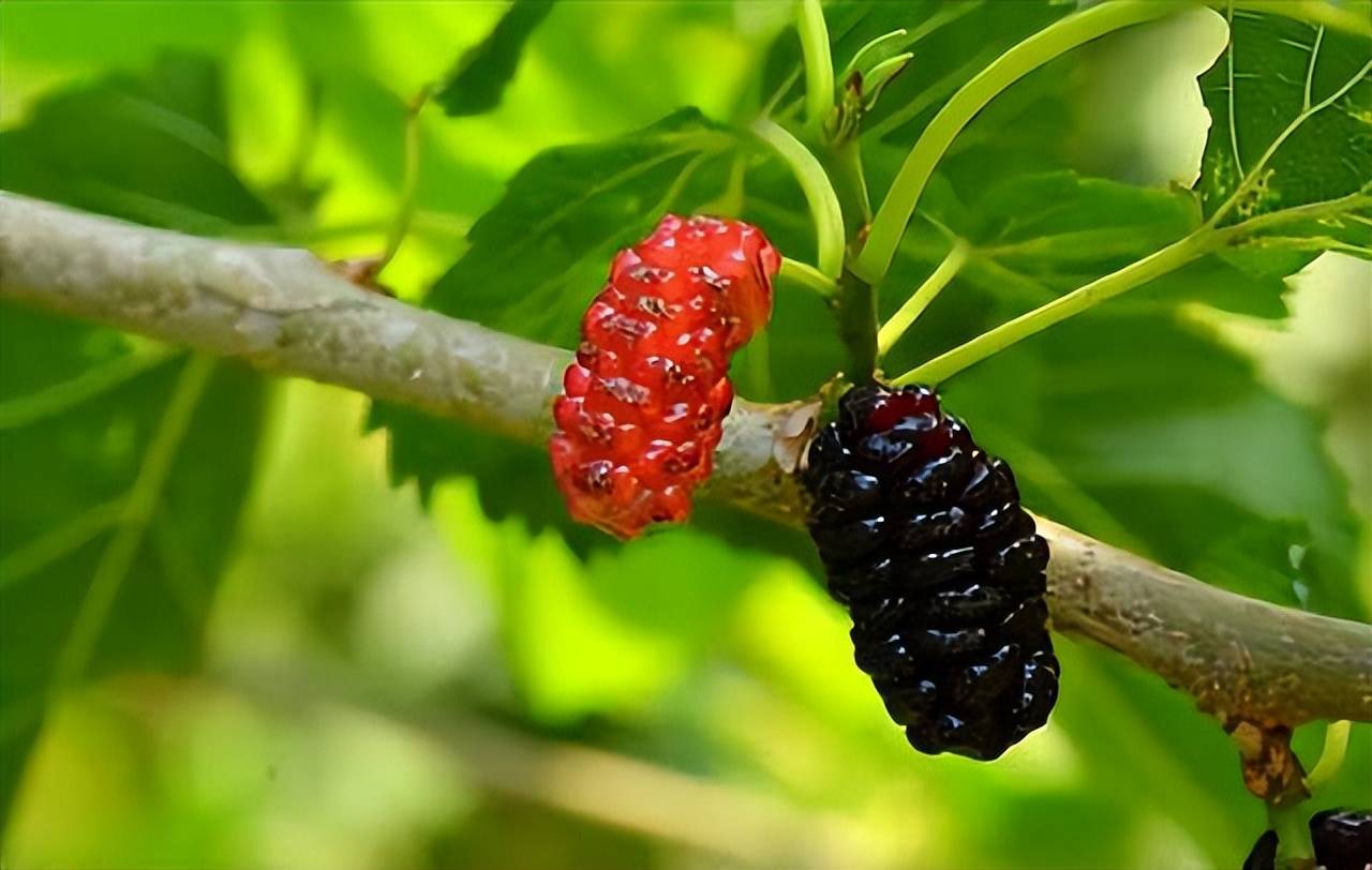 桑葚,又名桑椹子,桑蔗,桑枣,桑果,桑椹等,桑树的成熟果实,为桑