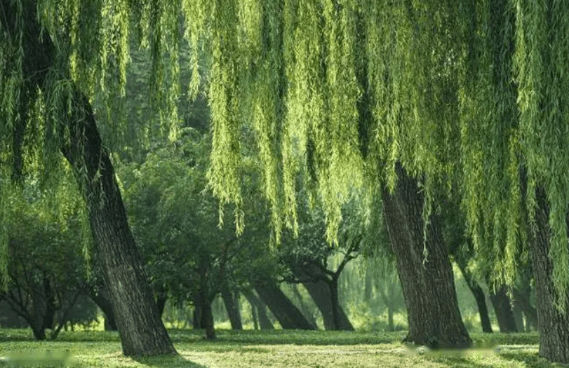 坟墓旁的大树虽然郁郁葱葱,在炎热的夏天能带给人一片凉爽之地,但是