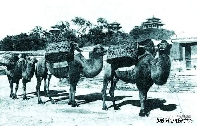 1952年,西藏派人来归绥市,招收一批人去搞运输.