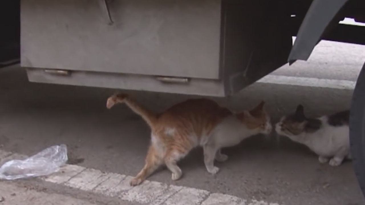 壁纸 动物 狗 狗狗 1280_720