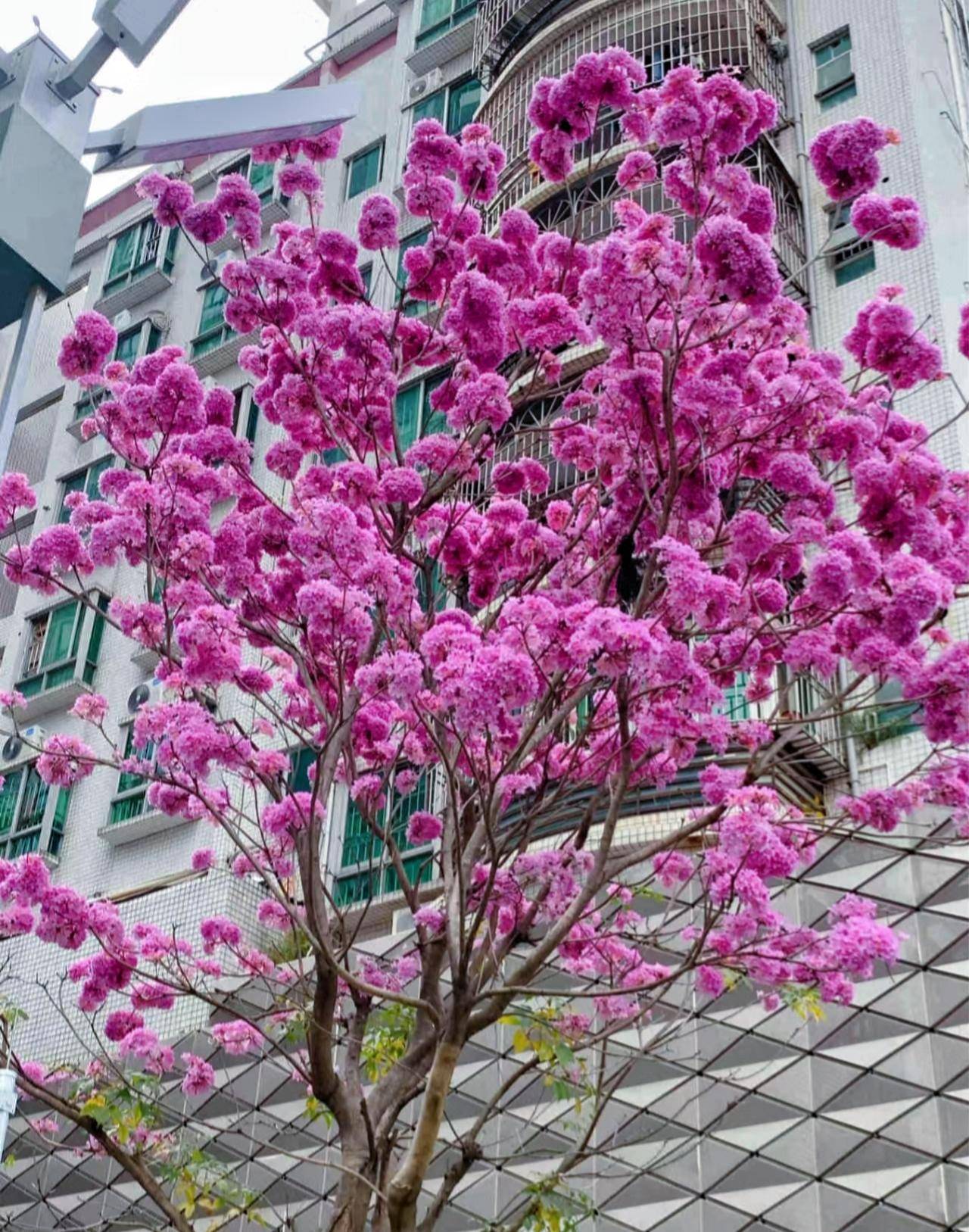 城市路边常见的花图片