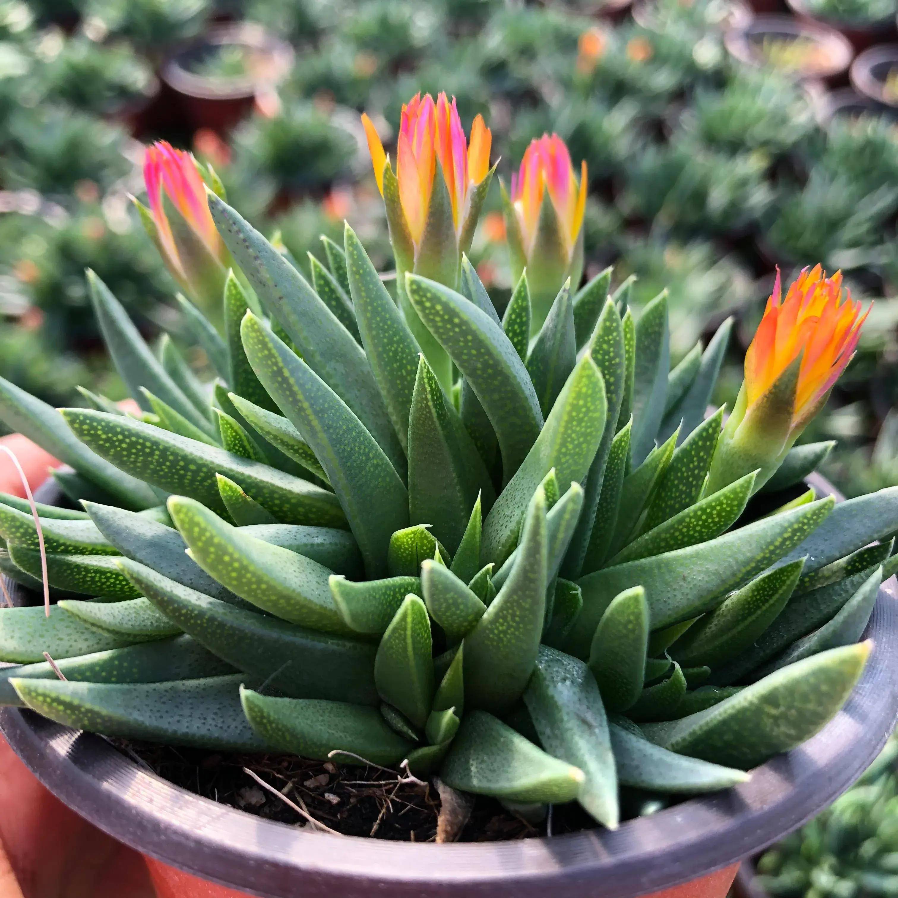 五星花笼天女玉扇子神想曲绯虹之玉茜之塔多肉植物五彩之虹拟蹄玉灯泡