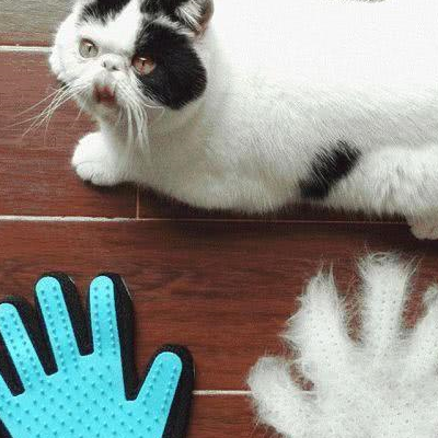 猫咪虽可爱可是会掉毛,要是想解决,快来看这里!