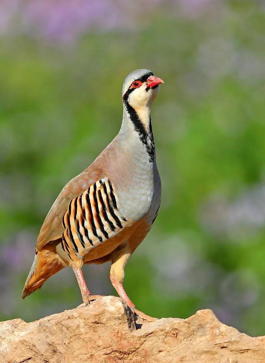 锦鸡,别名白腹锦鸡,红腹锦鸡.