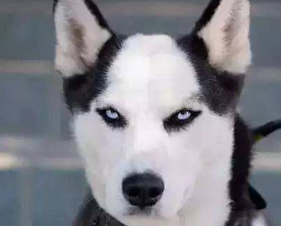 二哈跑到户外去玩雪,突然主人就听到一阵乱叫,主人看了笑到岔气