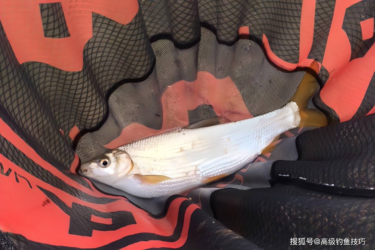 钓黄尾鲴的5句口诀,学会之后钓得多