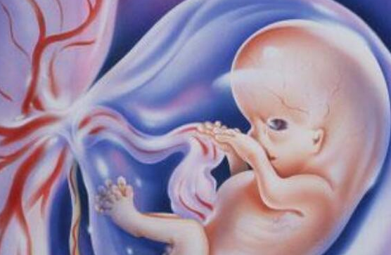 怀孕8个月胎儿图女婴图片