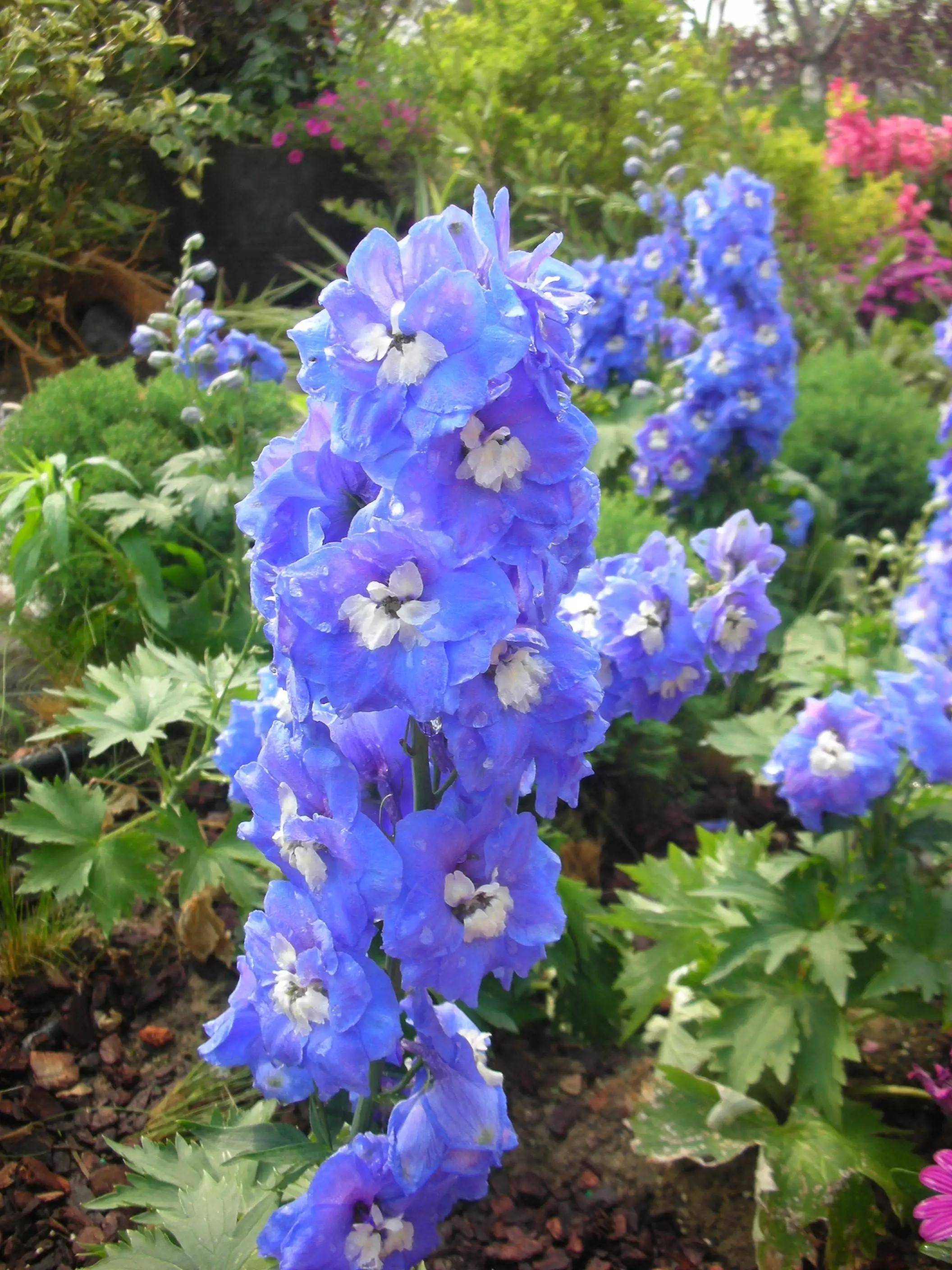 这两朵金鱼草真像两条在水草里游动的金鱼花鸟虫鱼的世界里,各有泼览