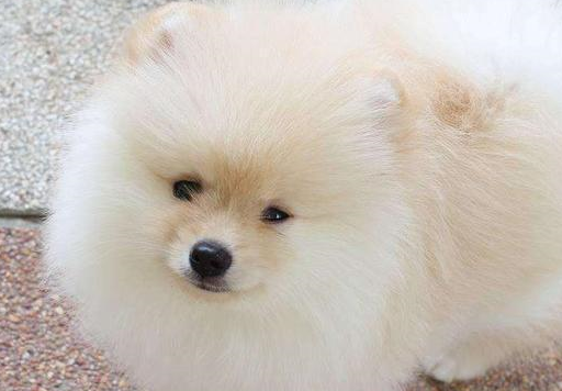 博美被二哈祸害,生下一只小奶狗颜值逆天,主人笑得合不拢嘴