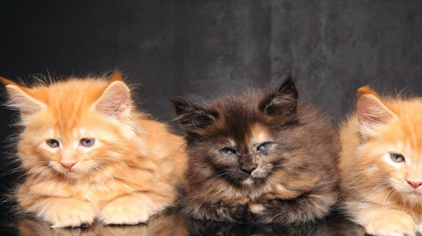 中国人为什么不吃猫肉?原来李时珍早已告诉我们答案,古人试过了