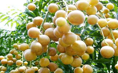 这种刚上市的果子被称水果之王,连皮带核都能吃,北方人没见过