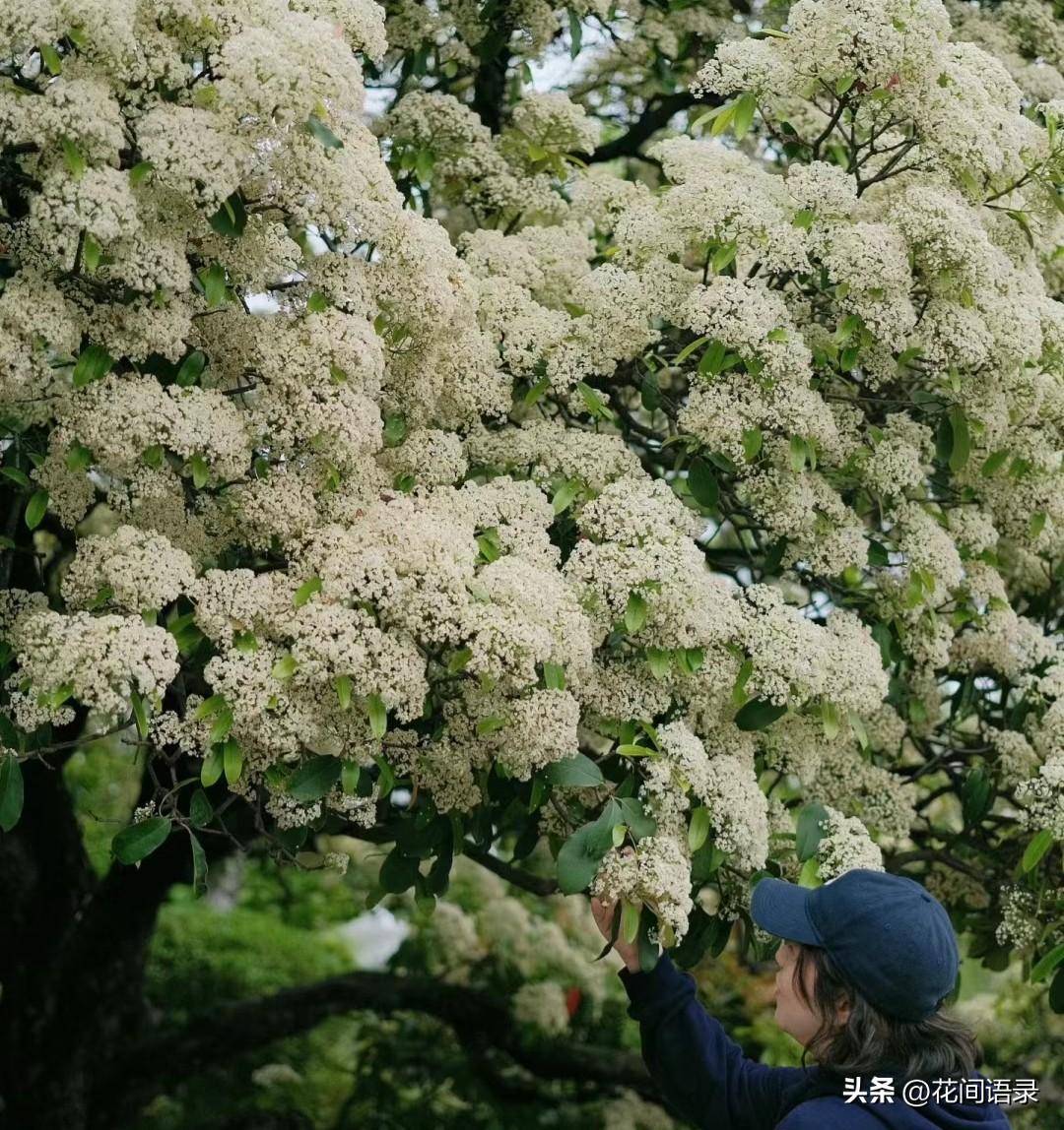 这条绿化带的花长得好看却气味难闻_石楠花_sm_www