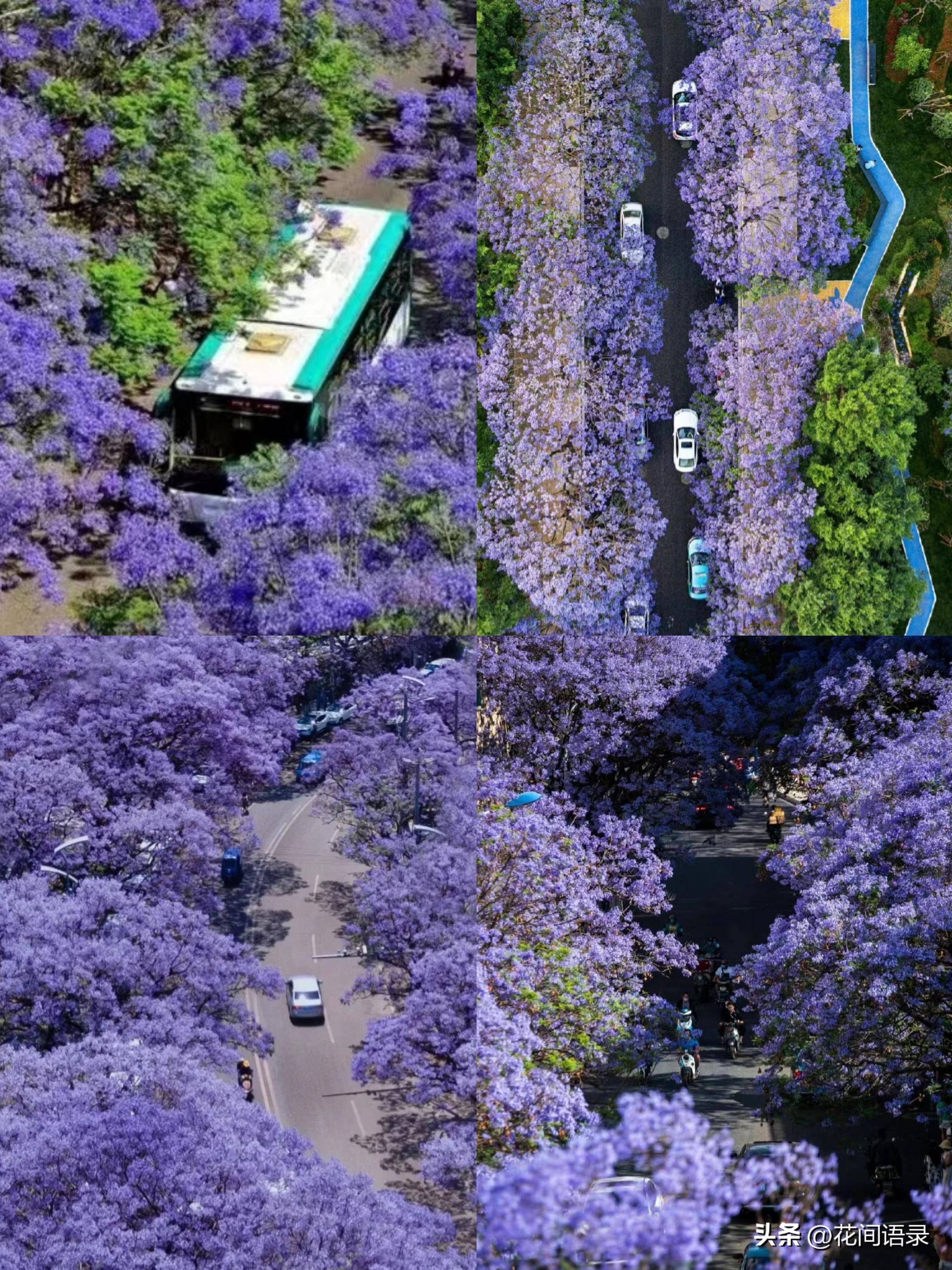 html这里的蓝花楹规模非常大,横跨教场路口, 教场中路 ,教场北路,绵延