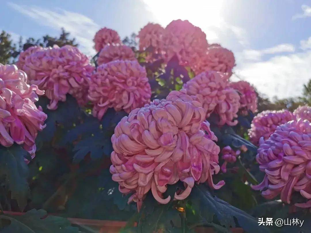 菊花摄影获奖作品欣赏,五彩缤纷,千姿百态