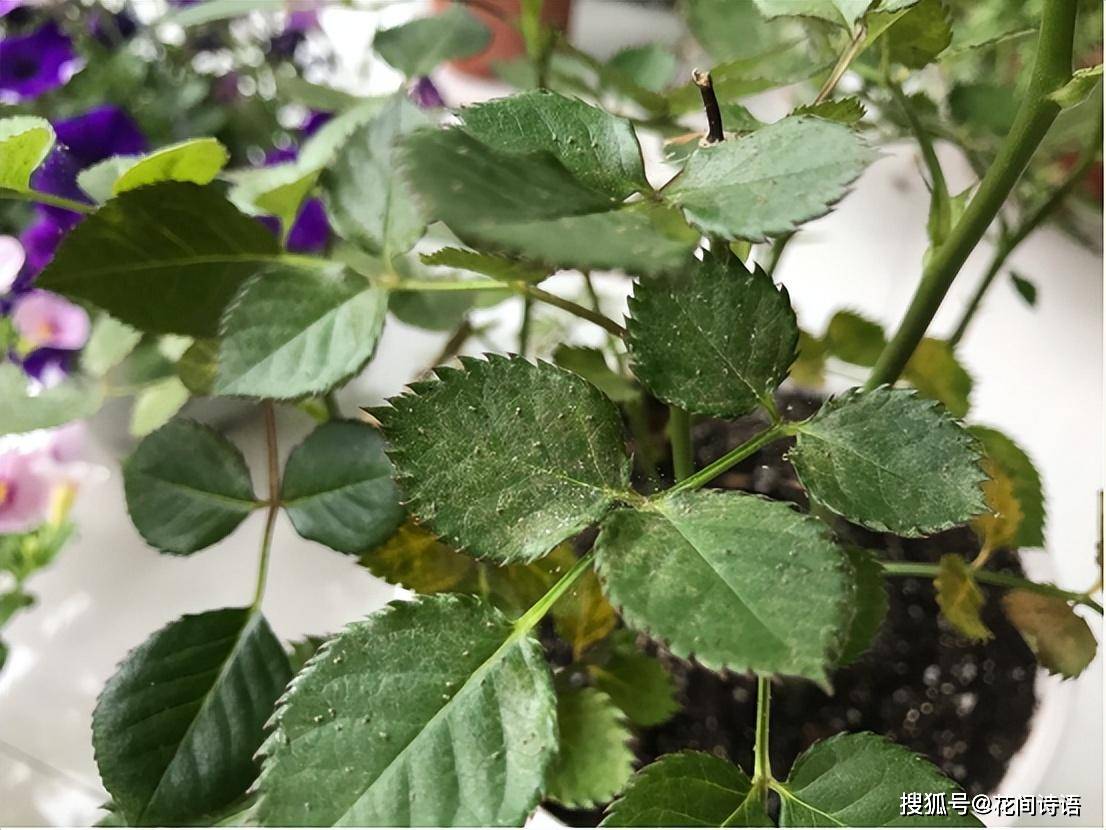 月季花长了红蜘蛛,怎么办?学会这2个方法,1次即可根治!