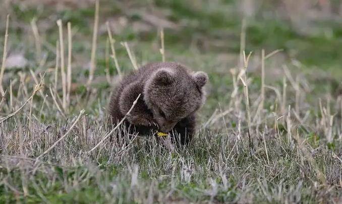 2007年,男子购买"藏獒"幼崽回家喂养,发现端倪后主动报警