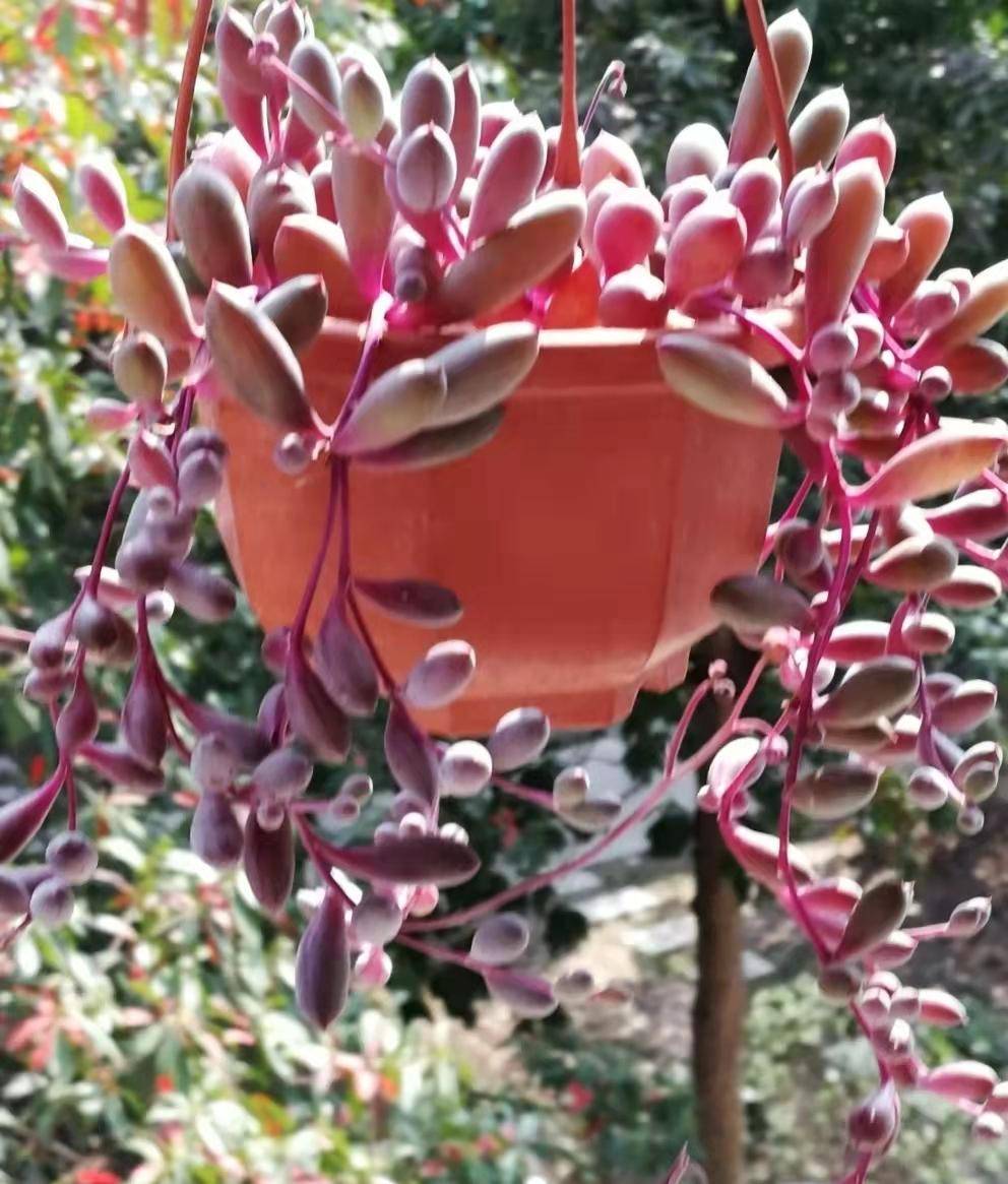 苏州小姐姐在窗台种的多肉太好看了