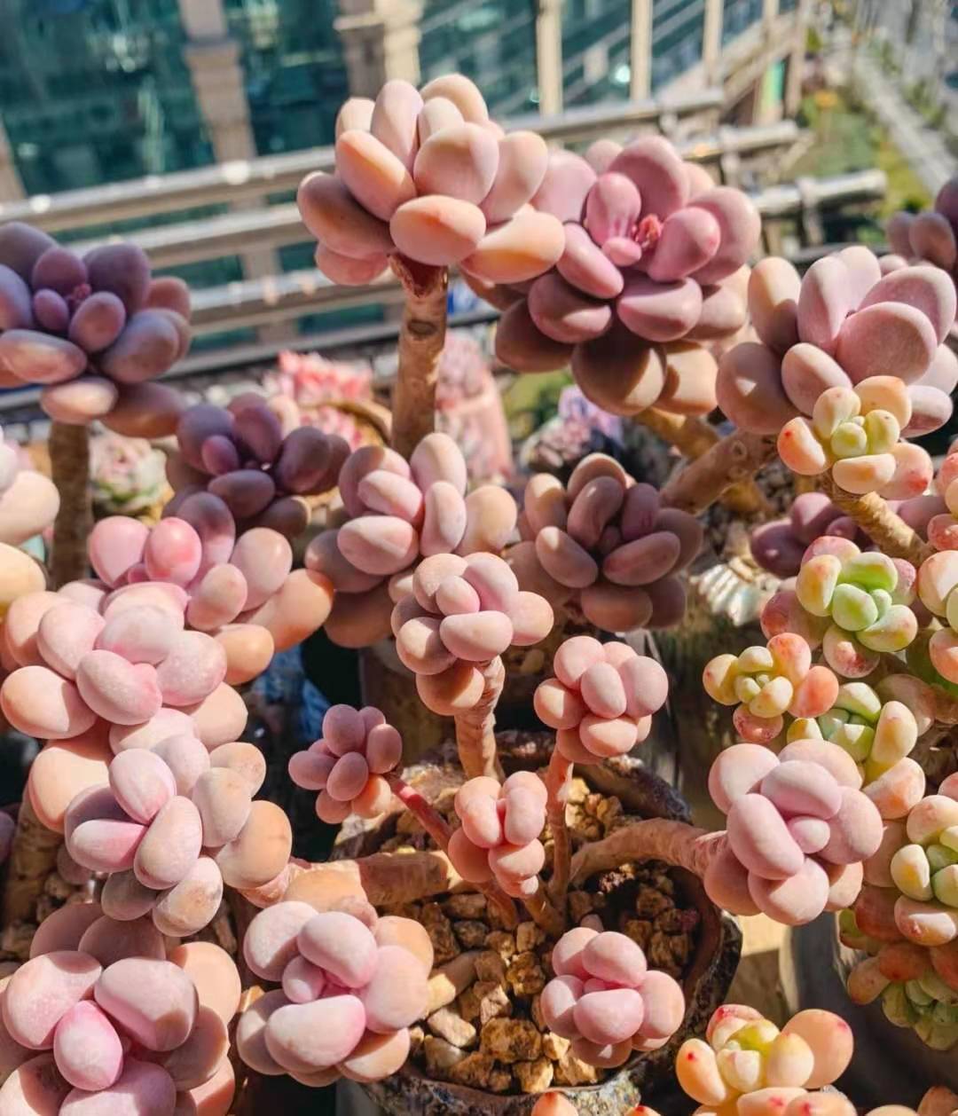 桃蛋被弃养还有一个因素是市场上出现了颜值和桃蛋差不多但却很皮实的