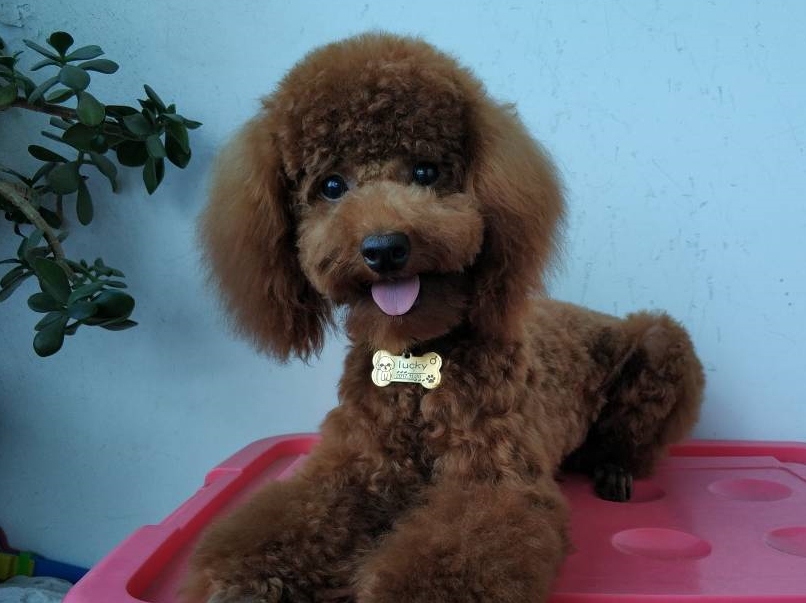 可爱的泰迪犬洗完澡后大变身,果然是窈窕淑女,君子好逑啊!