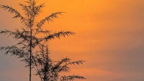 网上利用电子藏分提款！详细的办法