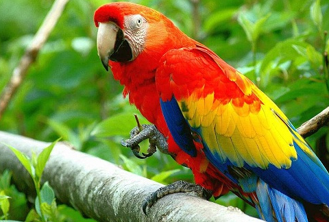 作为会说话的鸟类,鹦鹉可以说是非常受人们喜爱的,它不仅会模仿主人