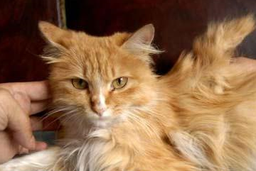 这种长着翅膀的猫被人们叫做"天使猫",新的物种还是另有原因