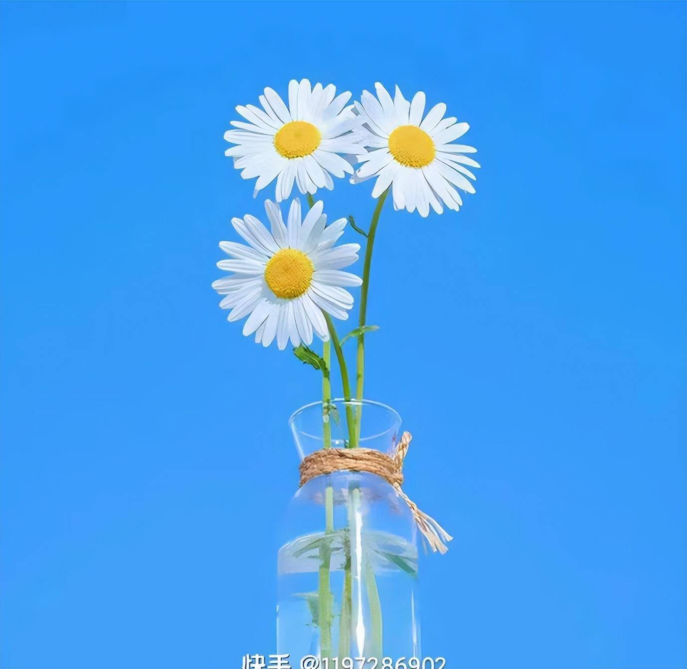 壁纸 花 桌面 1380_1344